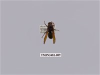 藏品(赭黃原喙蜾蠃)的圖片